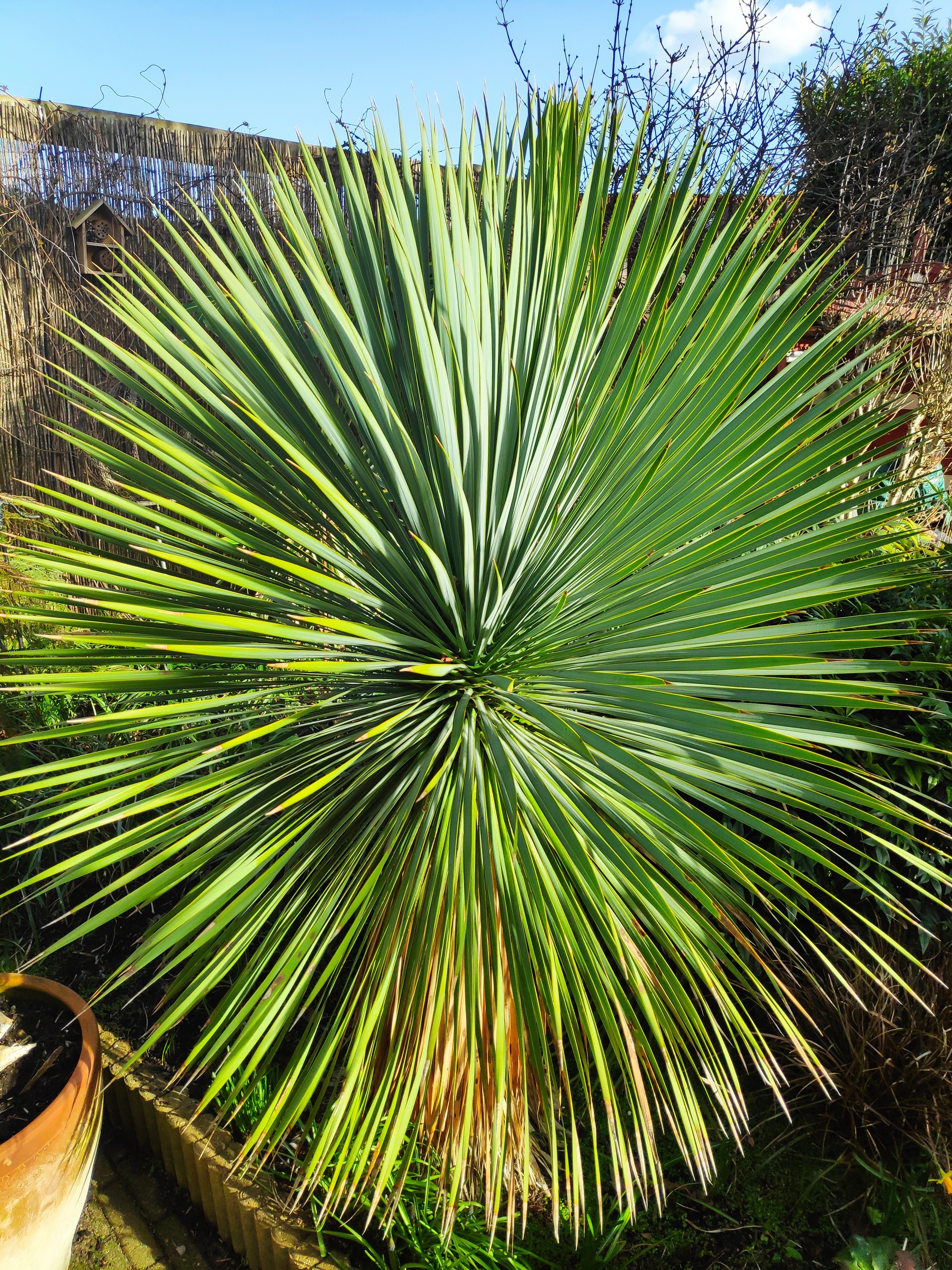 Yucca Rostrato