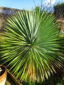 Yucca Rostrato